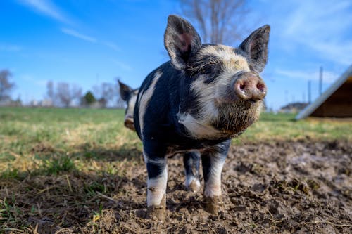 Domestic mini pig grazing in nature