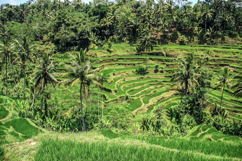 A Lush Agricultural Land with Rice Terraces