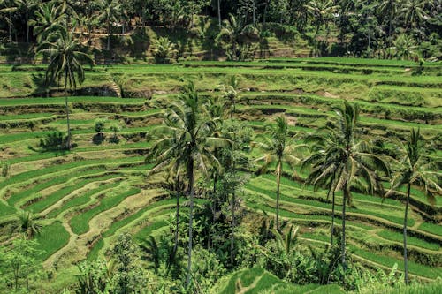 Free Coconut Trees on Rice Terraces Stock Photo