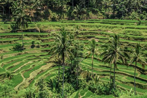 Free Aerial view of stunning rice terraces surrounded by vibrant green coconut trees in a rural setting. Stock Photo