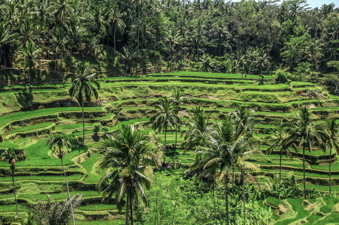 Coconut trees on agricultural farmland — Adobha Agro contracted farm Tamil Nadu South India