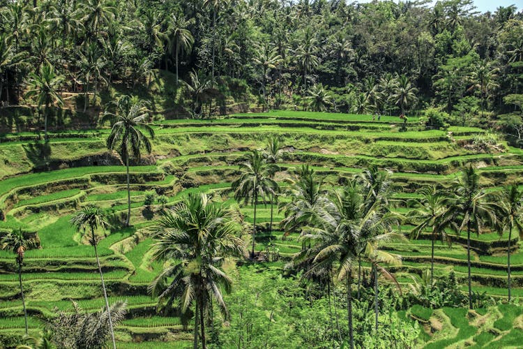Coconut Trees On Agricultural Land