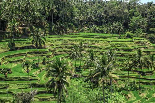 Free A breathtaking view of vibrant green rice terraces with lush coconut trees under a clear sky. Stock Photo
