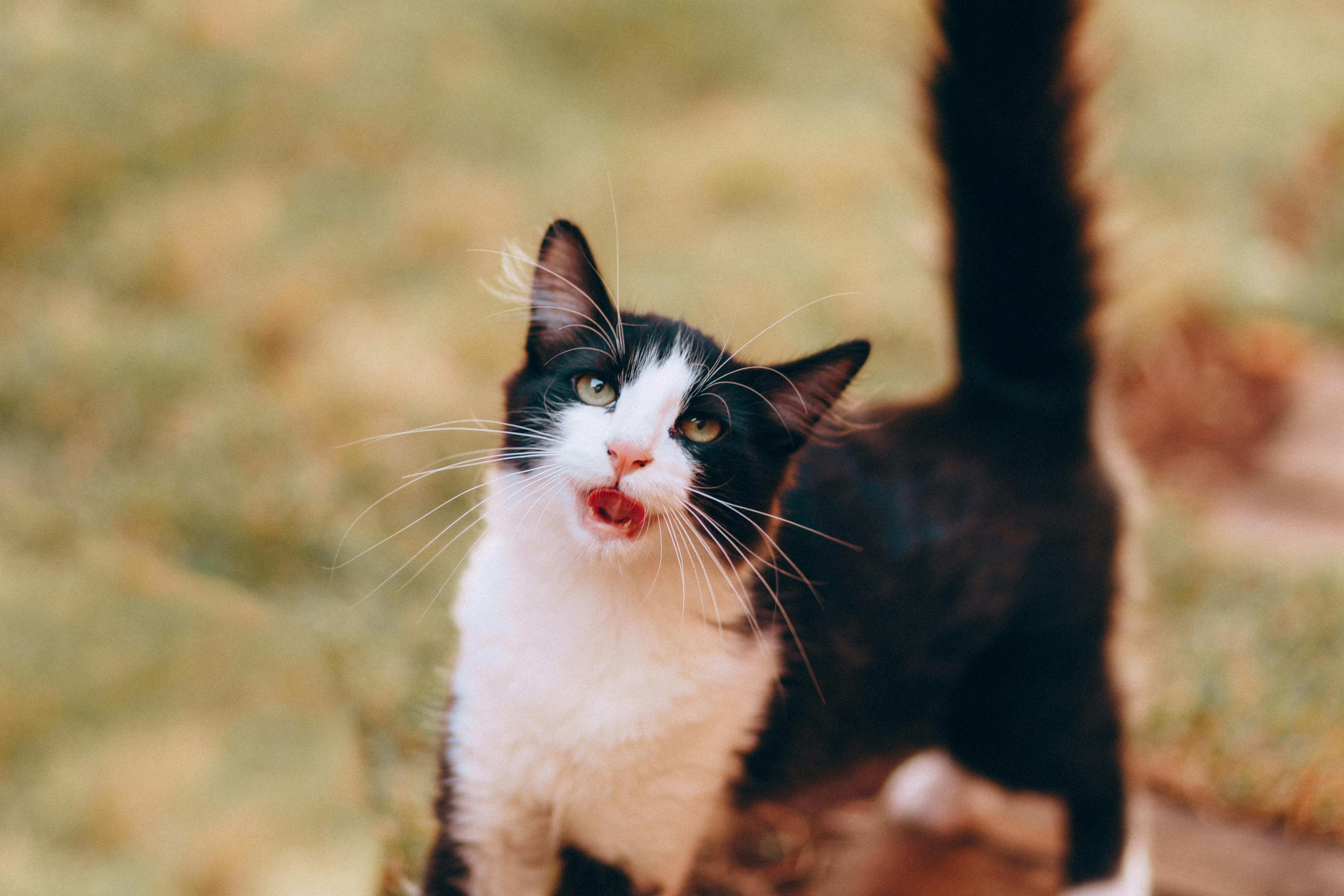 read cat body language tail ear posture signs