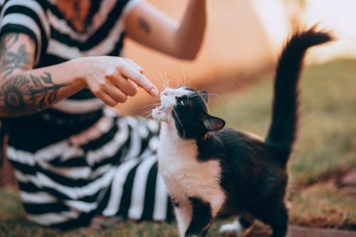 Foto profissional grátis de fechar-se, fundo desfocado, gato