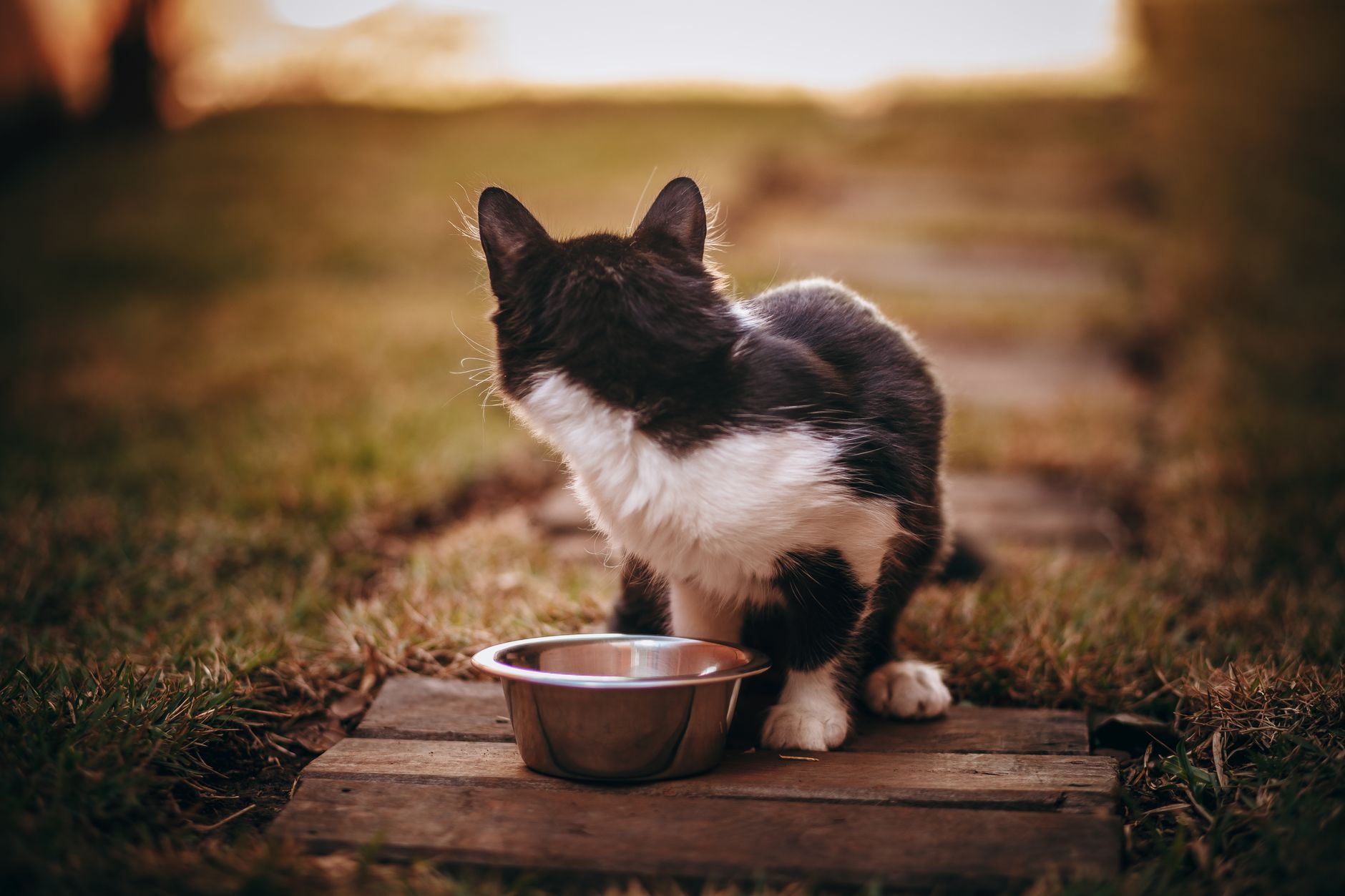 Best Slow Feeder Bowls for Cats (2026) – Expert-Recommended Solutions to Prevent Overeating and Improve Digestion