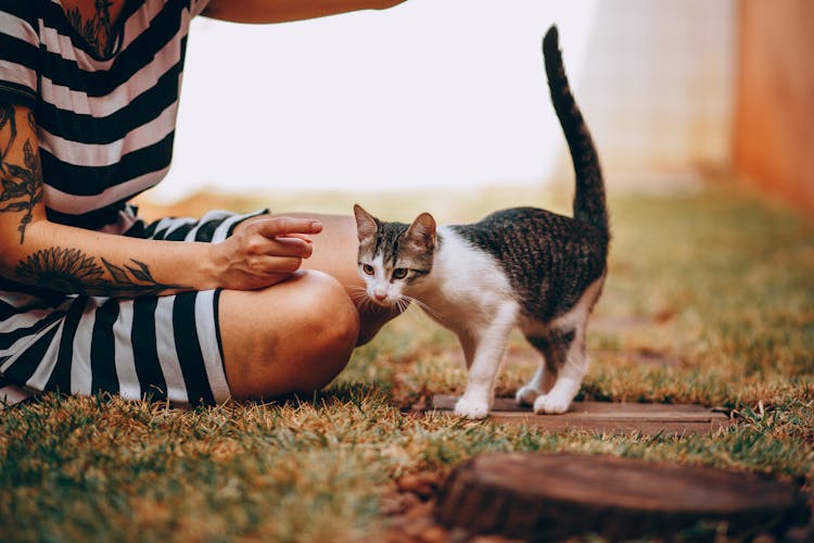 A Person Pointing The Cat 