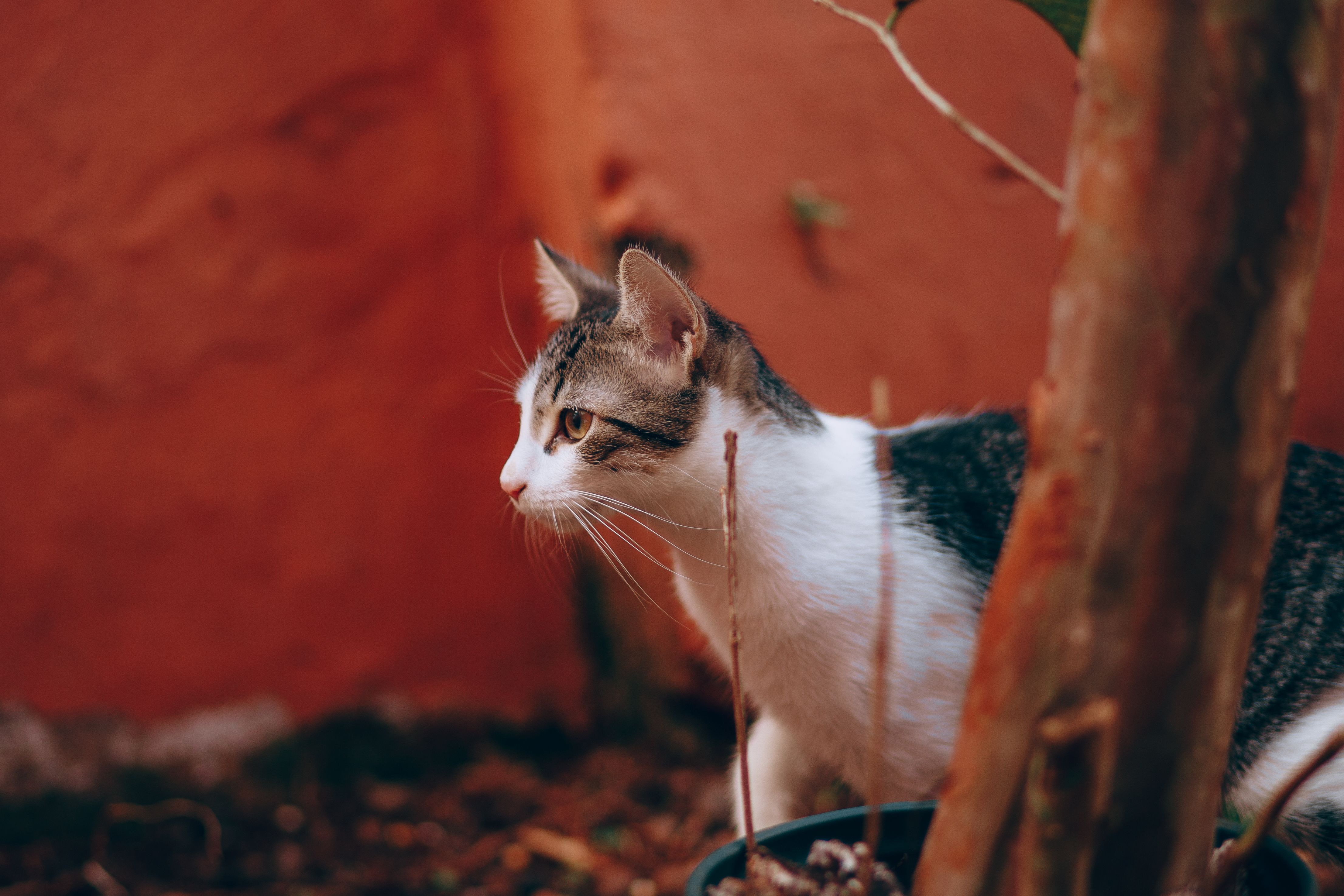 Portrait of a cat at a veterinary clinic