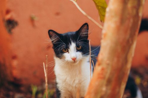 Free A curious black and white cat standing outdoors amidst autumn foliage. Stock Photo