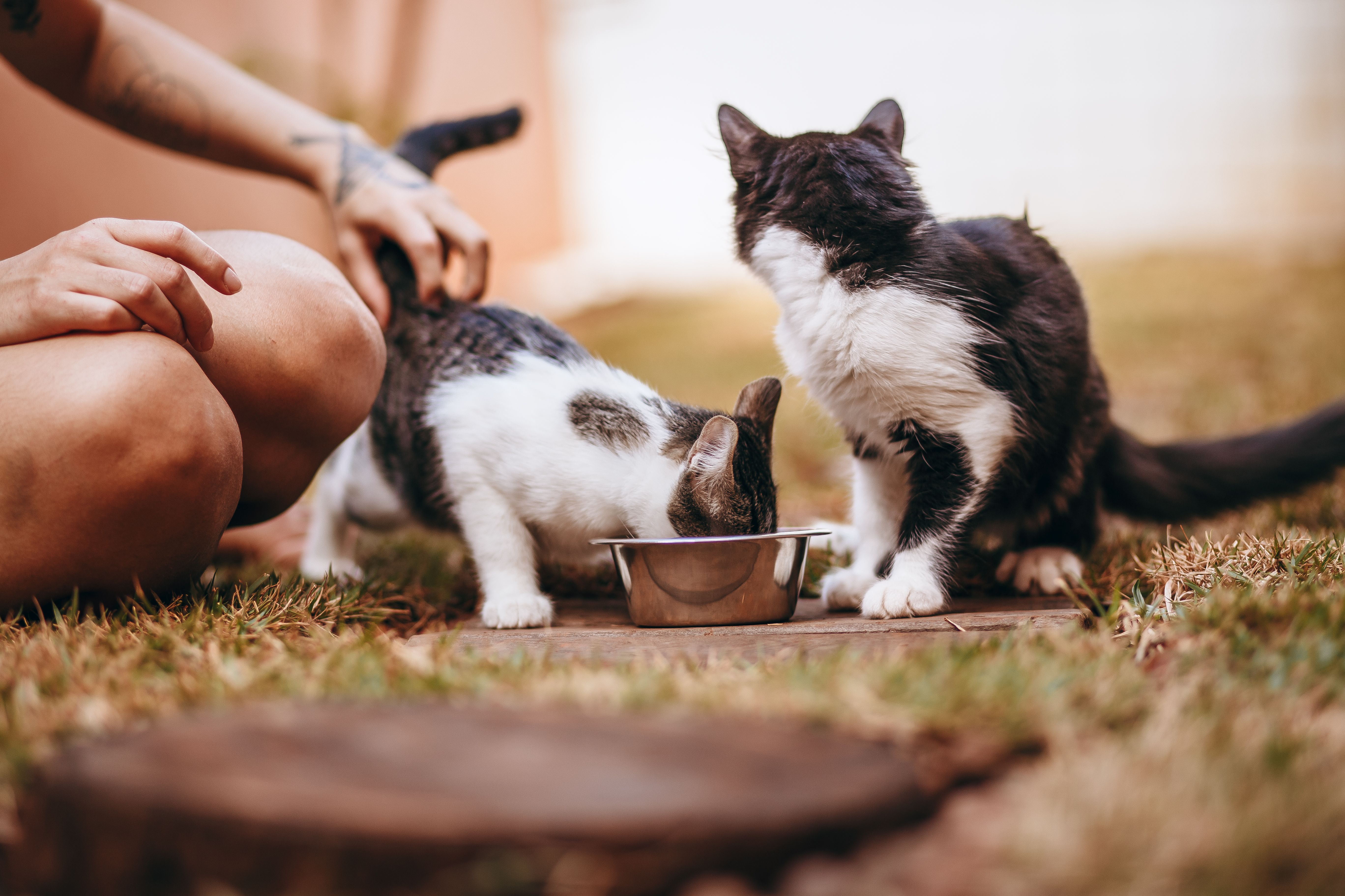 Cats eating from a pet bowl relevant to Nuvopet automatic feeders and feeding products