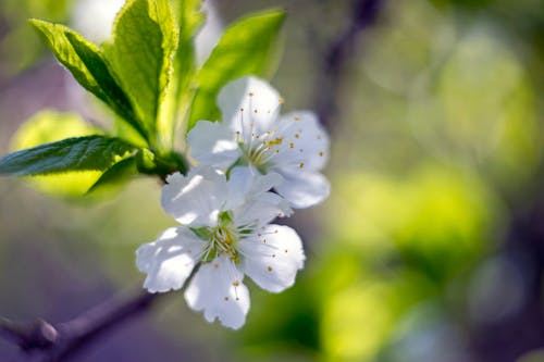 Free Close-Up Photography of White Flowers Stock Photo