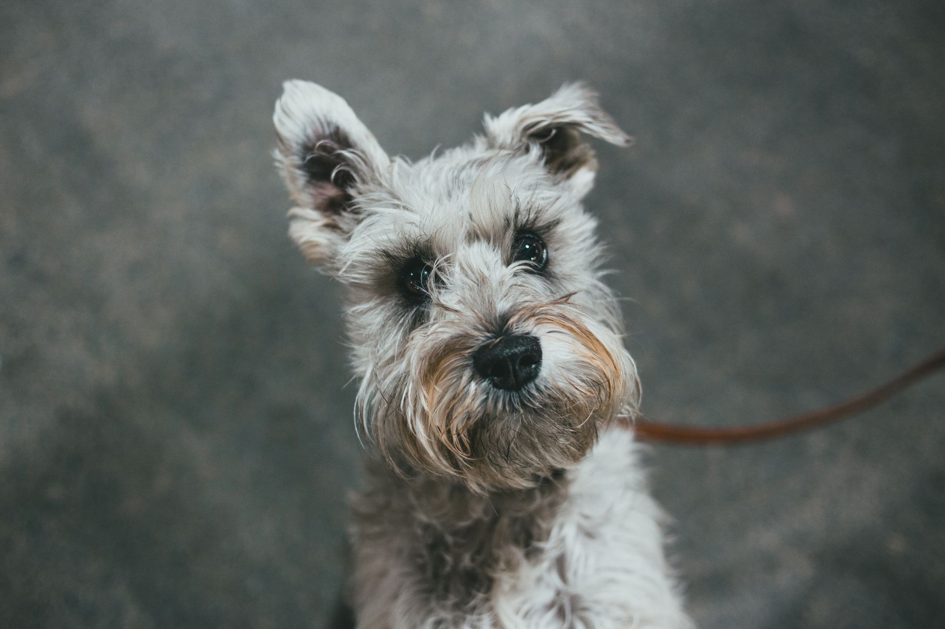 Charming portrait of an attentive Miniature Schnauzer looking directly at the camera indoors.