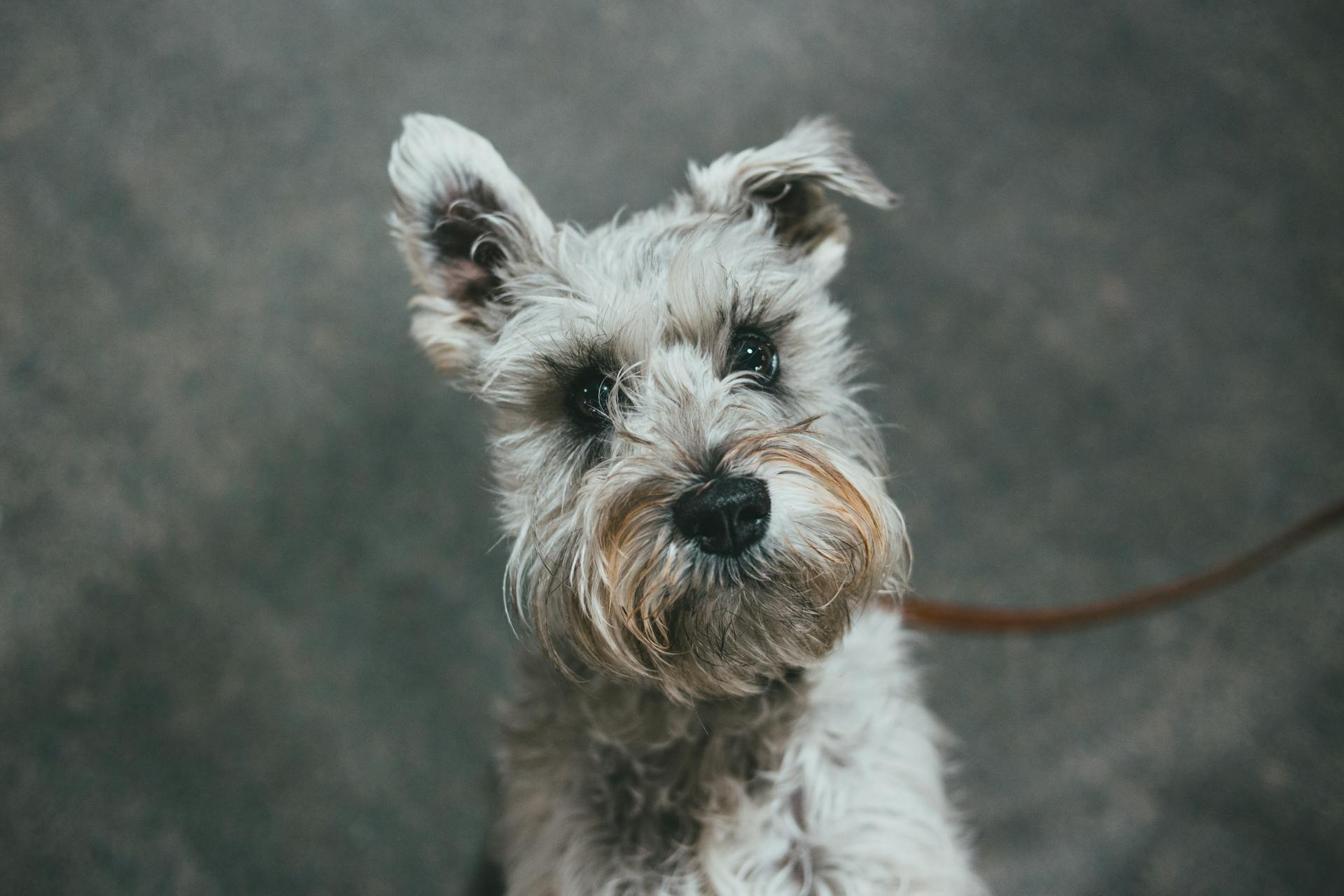 Un adorable chien à fourrure