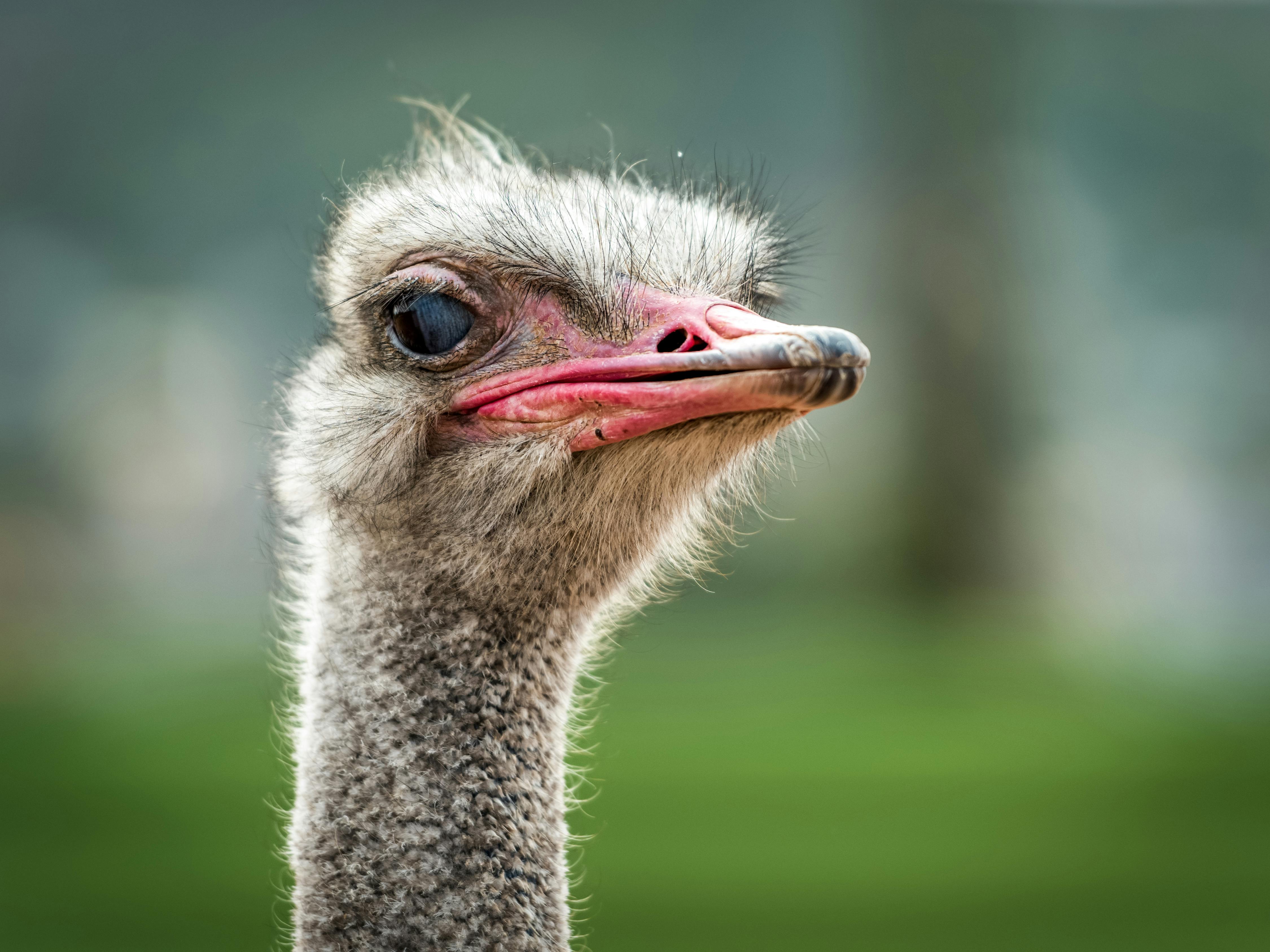 Close-up photo of an ostrich. | Photo: Pexels
