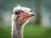 鸵鸟脸的特写捕捉到生动的表情和纹理