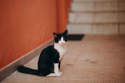 Free A black and white cat sitting in a hallway with an orange wall, exuding a calm demeanor. Stock Photo