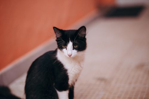 Free A charming black and white tuxedo cat sitting indoors with an orange wall backdrop. Stock Photo