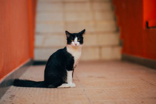 Free Charming black and white cat sitting on indoor stairs with an orange wall backdrop. Stock Photo