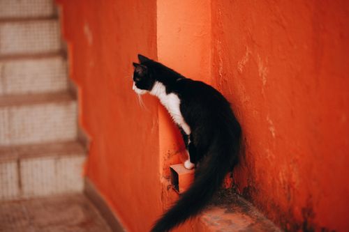 Free Charming black and white cat perched on vibrant orange wall beside stairs. Stock Photo