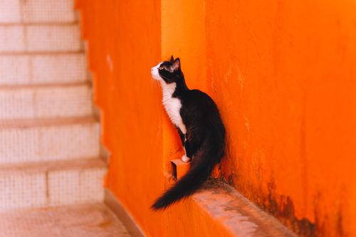 Free A curious black and white cat perched against a bright orange wall, capturing a vivid moment. Stock Photo