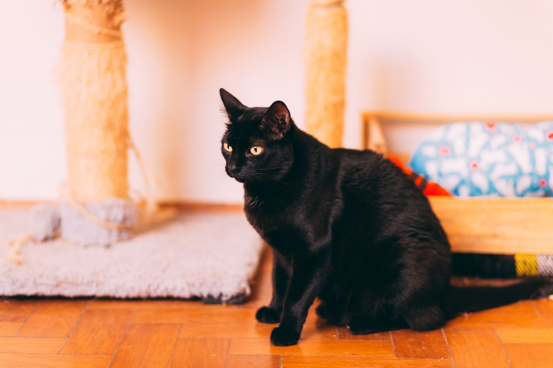 Best Cat Scratching Post for Small Spaces (2026) – Durable, Space-Smart Picks That Protect Your Walls