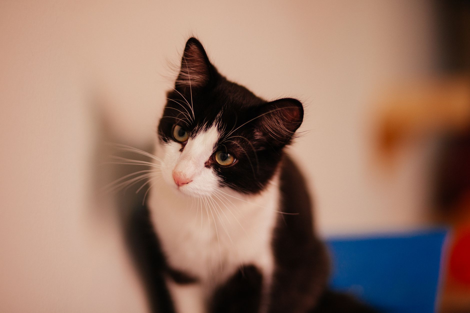 Veterinarian examining a cat during a checkup