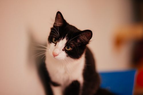 Free Adorable black and white cat with curious expression indoors. Stock Photo