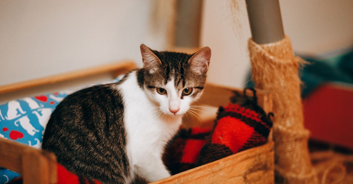 Why Your Cat's Litter Box Aversion Isn't About Cleanliness