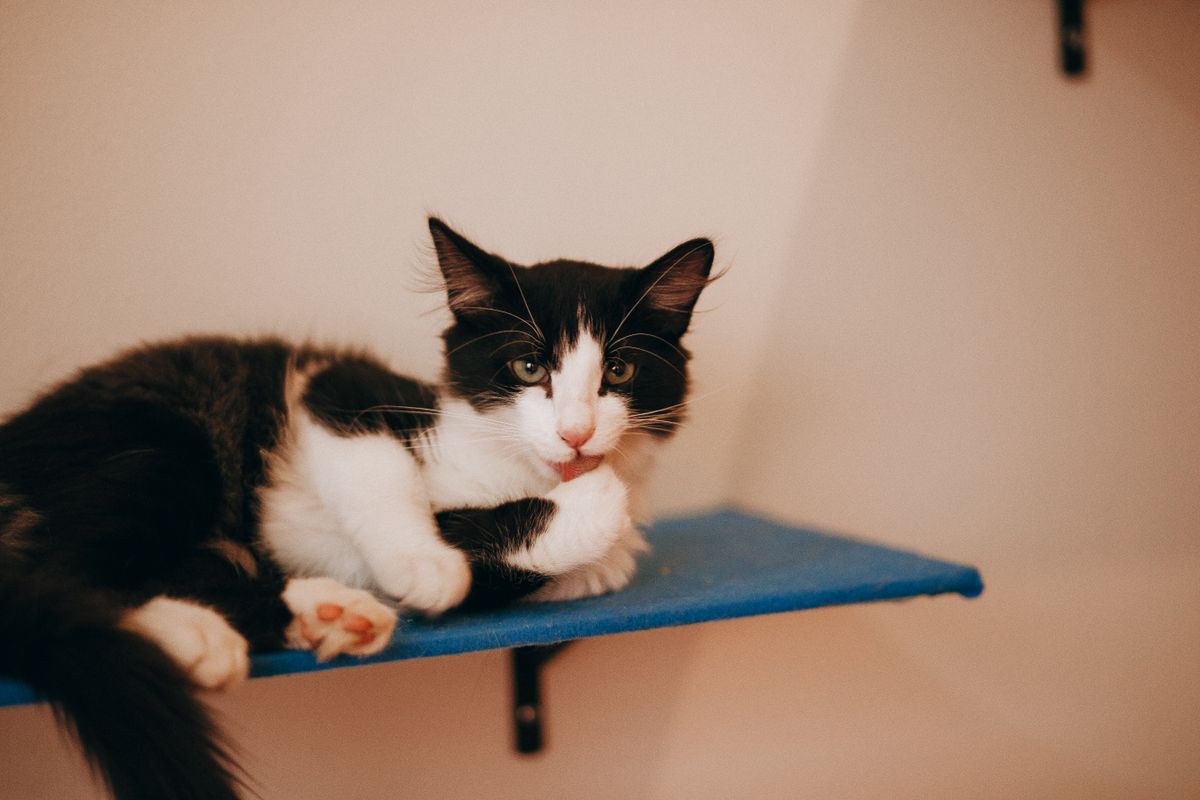 Cat relaxing comfortably on a wall-mounted perch near a sunny window