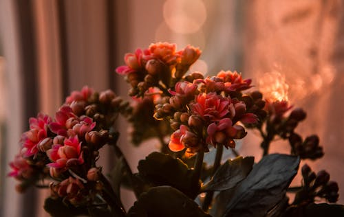 Kostnadsfri bild av blommor, blomning, bokeh