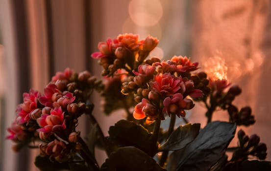 Kalanchoe image