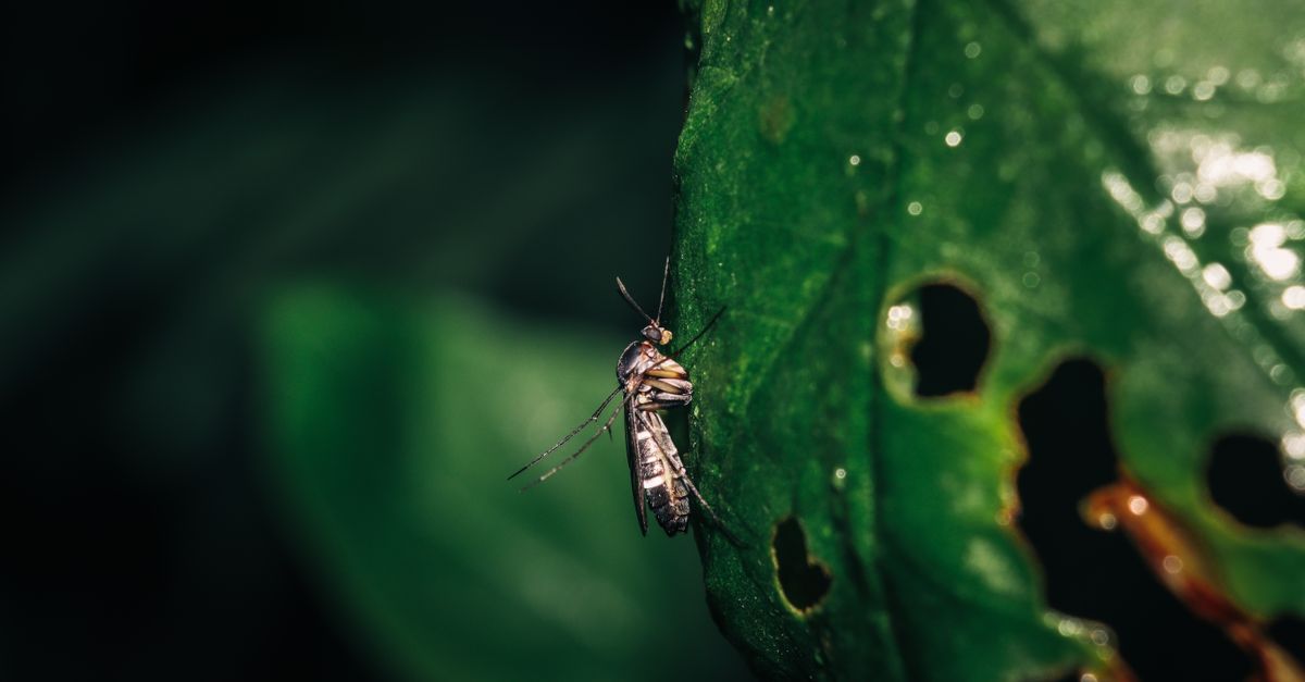 Brown and Black Insect on Green Leaf with Holes · Free Stock Photo