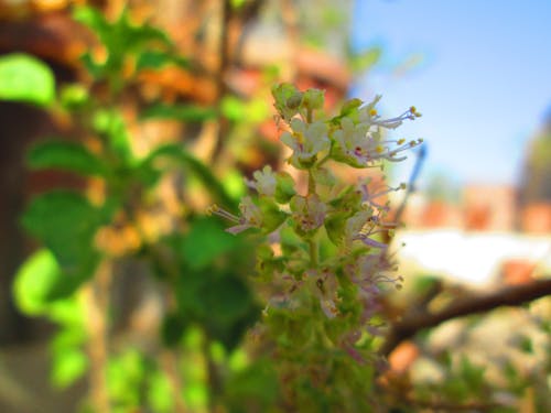 Imagine de stoc gratuită din floare, tulsi, verde