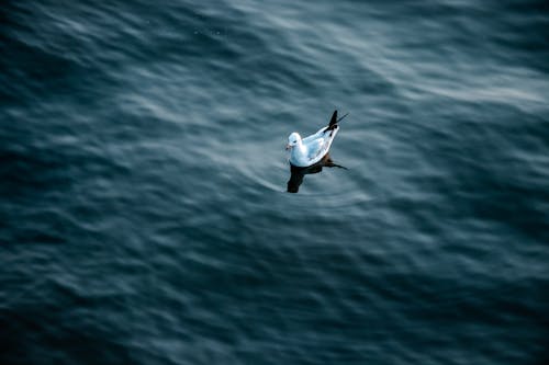 White Bird on Water