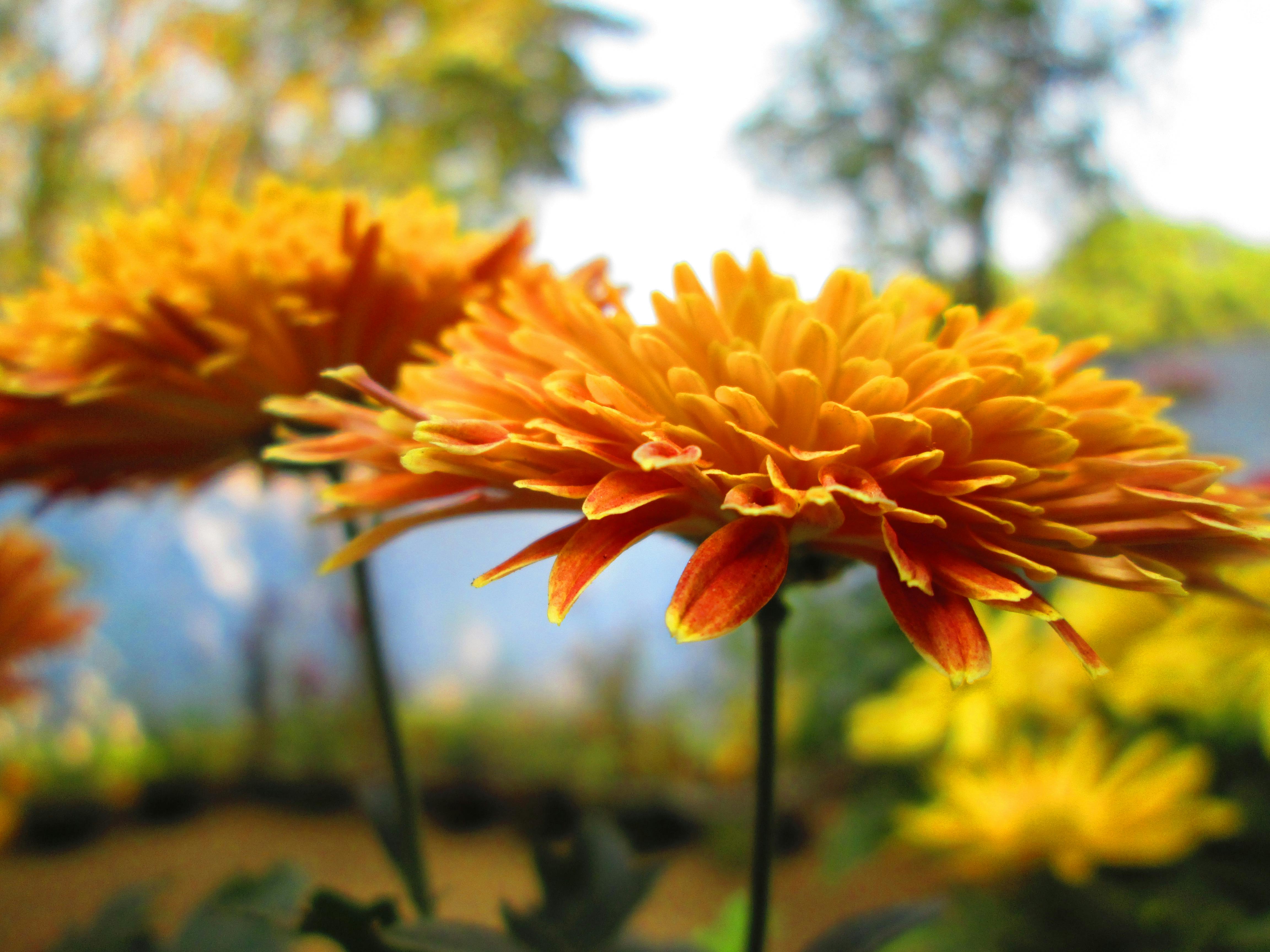Free stock photo of flower, garden, golden flower