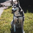 Free stock photo of animal, canine, cute