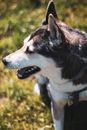 Free stock photo of animal, canine, cute