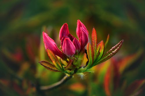 Foto profissional grátis de cores, flores, jardim