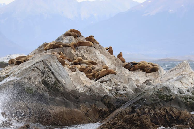 Sea Animals Sitting On Cliff