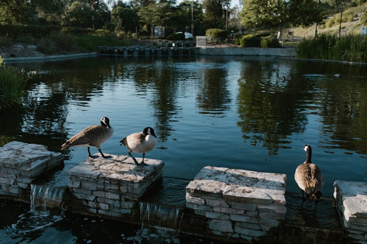 Ducks On A Concrete Pedestal Along A Pond