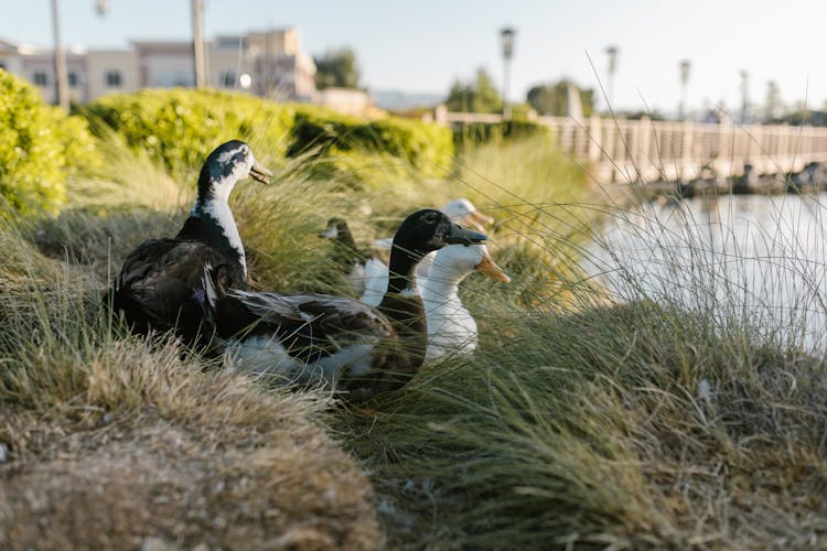 Wild Ducks In The Grass