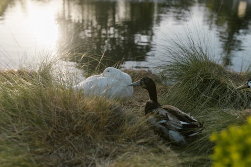 Ilmainen kuvapankkikuva tunnisteilla ankat, kanat, ruoho