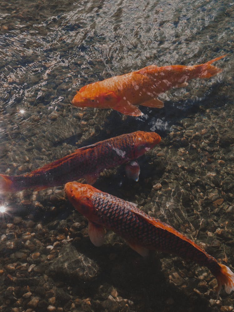 Colorful Koi Swimming In Pond