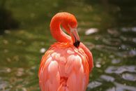 Cute flamingo with pink plumage and long beak standing near rippling lake on summer day in tropical country in nature