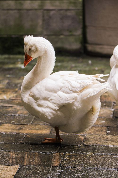 Free Cute domesticated goose with white plumage and red beak standing in enclosure in rural area on summer day in countryside Stock Photo