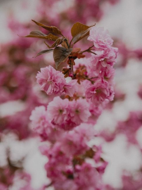 Branch of cherry blossom tree with small pink flowers and leaves growing in forest on blurred background on summer day