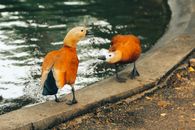 Ruddy shelduck standing near pond in daytime