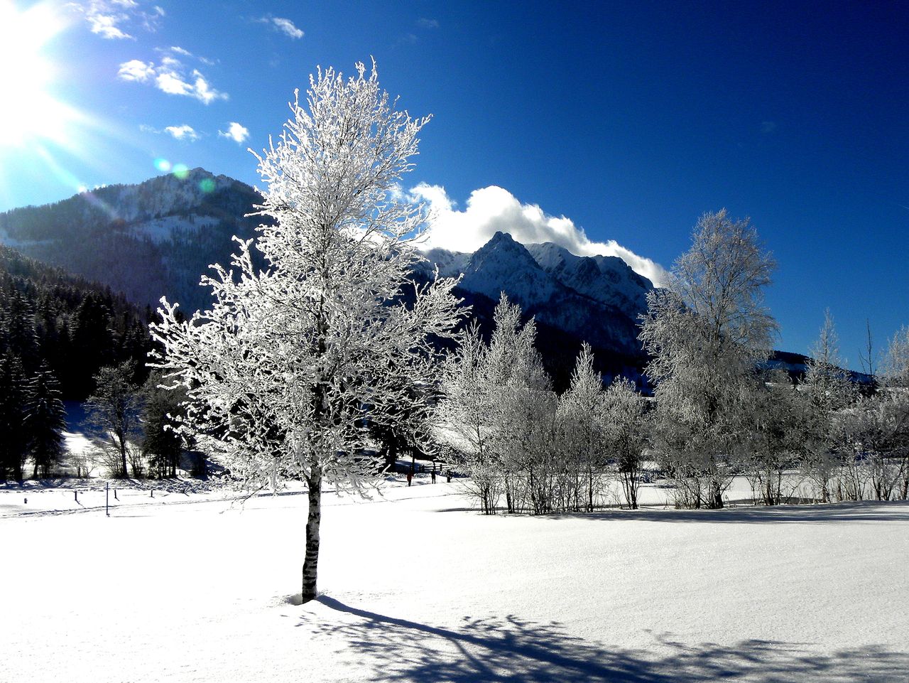 captivating winter scene with snow covered trees and mountains in walc