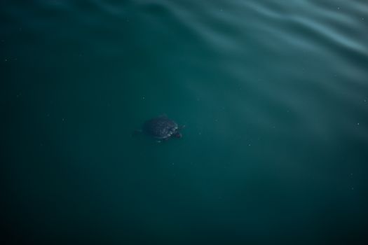 A lone turtle glides effortlessly beneath the surface of calm, deep blue water.