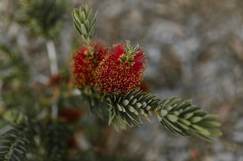 Gratis stockfoto met bloeiend, bloemachtig, bloemblaadjes